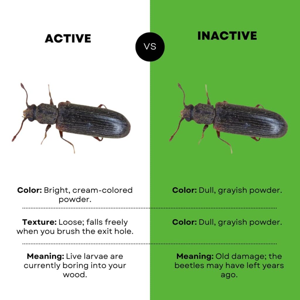A side-by-side comparison infographic contrasting active and inactive powderpost beetle infestations by detailing the color, texture, and meaning of the wood powder (frass) left behind.