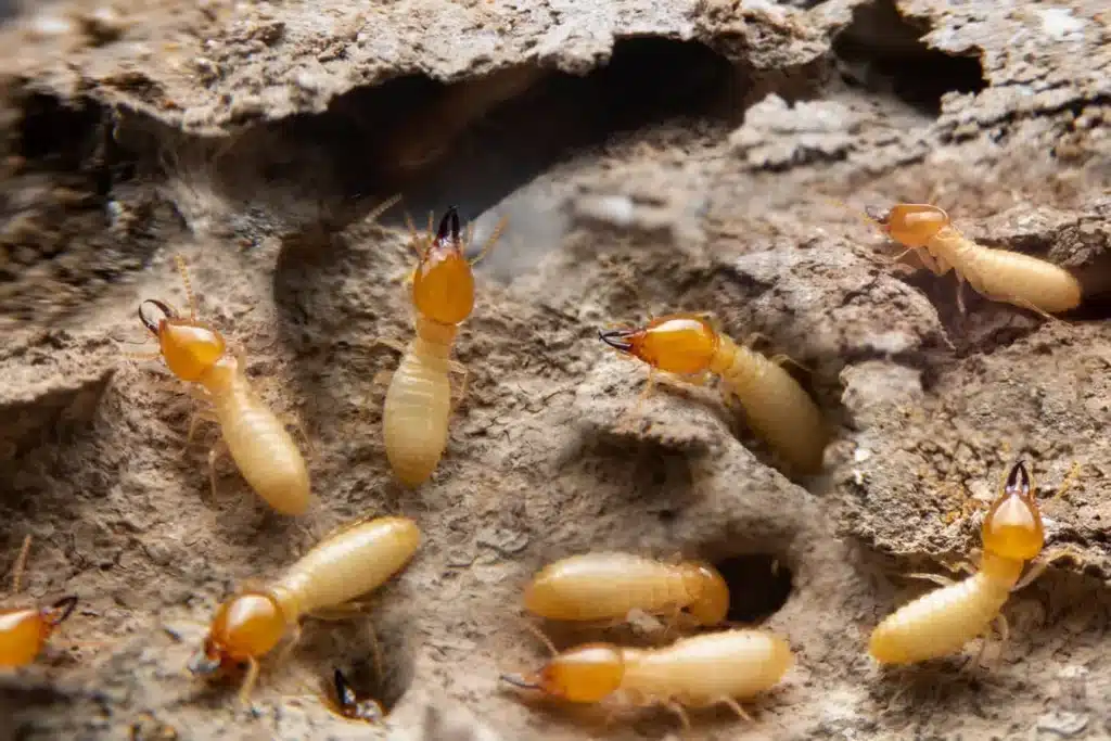 Keep an eye on the lifecycle of a termite so you know how mature they might be and how long they have been in your home. 