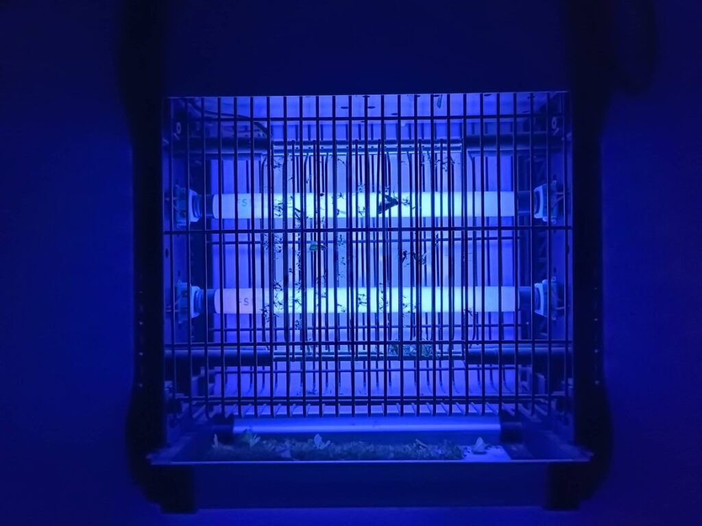 Do Termites Have Wings? Enviroquest