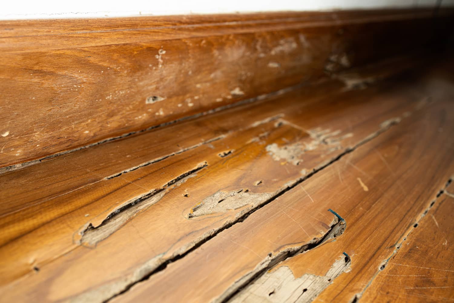Termite Damage