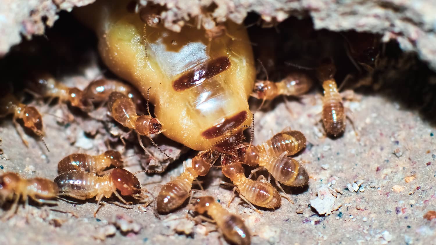 Termite Inspection Harrisburg PA Services