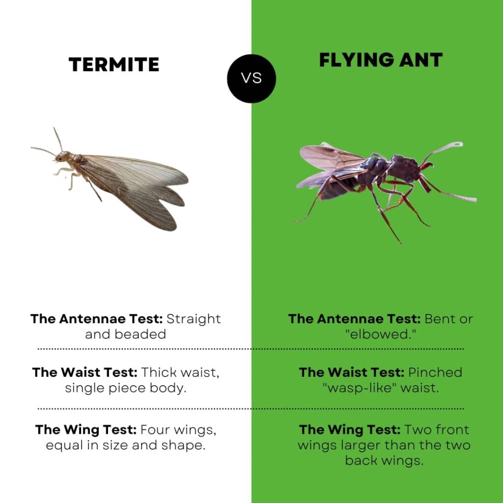 A split-panel infographic comparing the physical features of a winged termite to a flying ant, listing differences in antennae, waist shape, and wing structure.