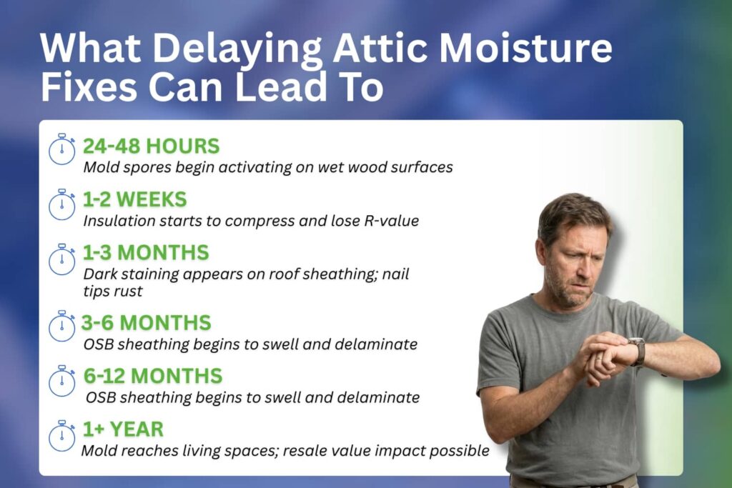 Timeline showing how attic condensation damage progresses from mold growth within 48 hours to structural wood rot and rising remediation costs after one year.