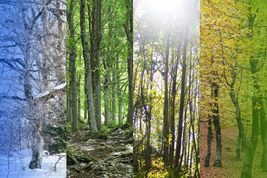A forest landscape is vertically divided into four panels showing the transition of the seasons from left to right: a snowy winter, a lush spring, a bright summer, and a golden autumn.